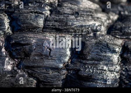 Nahaufnahme der verkohlten Baumrinde nach Wildfire Stockfoto