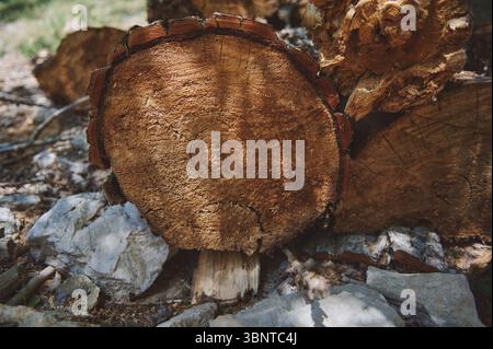 Detaillierte Ansicht der konzentrischen Baumringe in einem geschnittenen Stamm mit natürlichen Mustern und Texturen, die in der Wildnis bei Sonnenlicht erfasst werden. Hochl Stockfoto