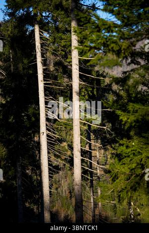 Sonnendurchflutete Kiefern im dichten Bergwald Stockfoto