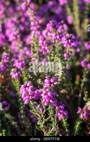Glockenheidekraut (Erica cinerea), violett-rosa blühende Pflanze auf Tieflandheide im Sommer, Surrey, England, Vereinigtes Königreich Stockfoto