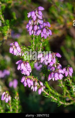 Glockenheidekraut (Erica cinerea), violett-rosa blühende Pflanze auf Tieflandheide im Sommer, Surrey, England, Vereinigtes Königreich Stockfoto
