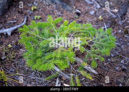Sonnendurchflutete Kiefern im dichten Bergwald Stockfoto