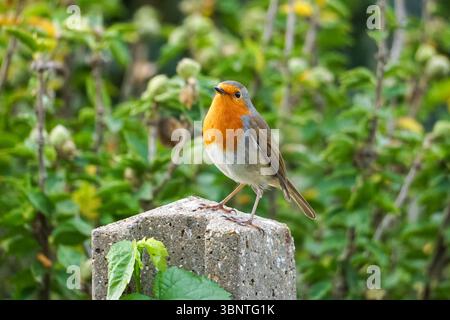 Europäischer Rotkehlchen, Erithacus rubecula, hockt in einem Garten Stockfoto