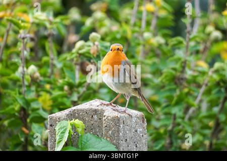 Europäischer Rotkehlchen, Erithacus rubecula, hockt in einem Garten Stockfoto
