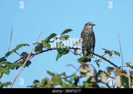 Häufige Sternchen, die auf einem blackberry-Zweig sitzen Stockfoto