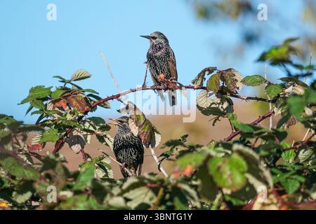 Häufige Sternchen, die auf einem blackberry-Zweig sitzen Stockfoto