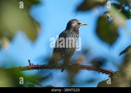 Häufige Sternchen, die auf einem blackberry-Zweig sitzen Stockfoto