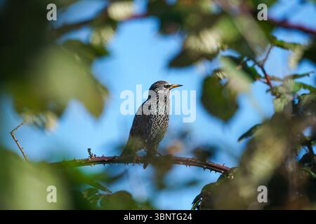 Häufige Sternchen, die auf einem blackberry-Zweig sitzen Stockfoto