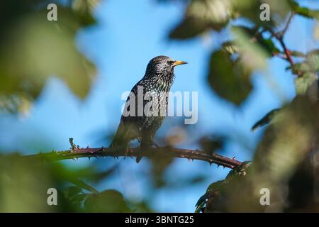 Häufige Sternchen, die auf einem blackberry-Zweig sitzen Stockfoto