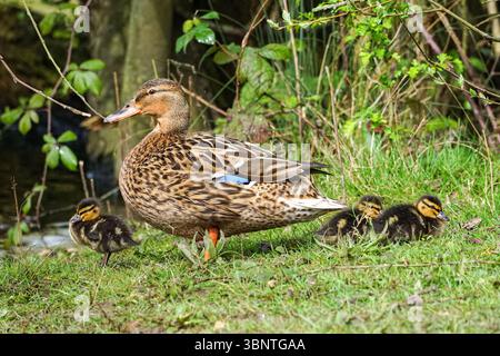 Weibliche Stockenten mit jungen Enten Stockfoto