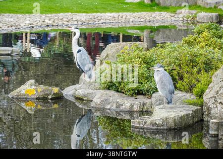 Zwei graue Reiher im Holland Park, London, England Großbritannien Stockfoto