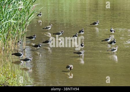 Eine Gruppe von Kiefervögeln, die in einem See waten Stockfoto