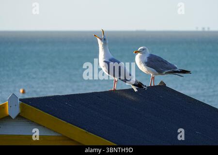 Heringsmöwen in Whitstable, Kent, England Vereinigtes Königreich Vereinigtes Königreich Vereinigtes Königreich Stockfoto