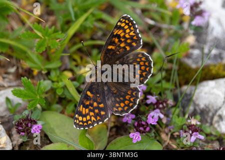 knapweed Fritillary (Melitaea phoebe) mit offenen Flügeln auf dem Boden Stockfoto