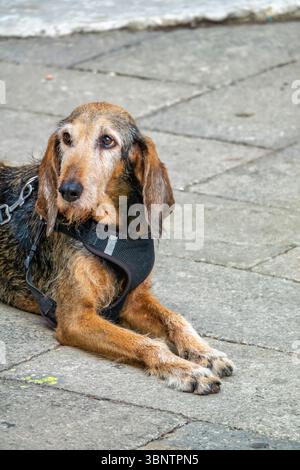 Porträt eines ruhigen, älteren Hundes, der auf einem Steinpflaster liegt und ein schwarzes Gurtzeug trägt. Der Hund wirkt entspannt und aufmerksam, mit einem sanften Ausdruck und Stockfoto