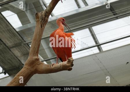 Scharlach Ibis thronte auf einem Zweig in einer hellen Voliere Stockfoto