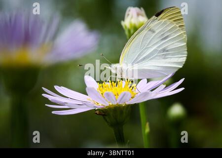 Schmetterling auf einer Blüte weiß Stockfoto