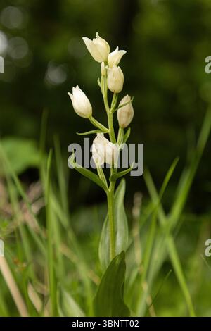 Weiße Helleborine - Cephalanthera damasonium Stockfoto