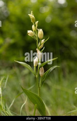 Weiße Helleborine - Cephalanthera damasonium Stockfoto