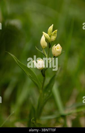 Weiße Helleborine - Cephalanthera damasonium Stockfoto