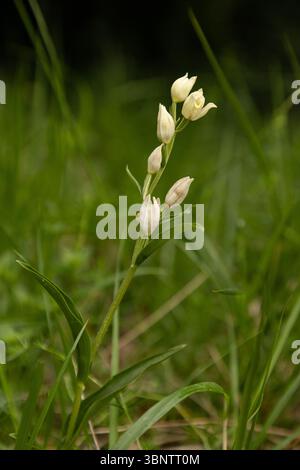 Weiße Helleborine - Cephalanthera damasonium Stockfoto