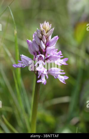 Militärische Orchidee - Orchis militaris Stockfoto