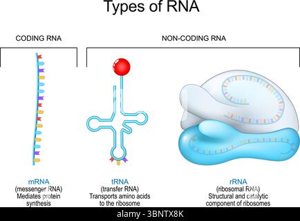 RNA-Typen. Nahaufnahme von tRNA, mRNA und Ribosom mit rRNA. Vektorposter. Detailliertes Vektorposter Stock Vektor