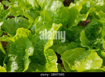 Frische grüne Salatblätter wachsen in einem fruchtbaren Garten Stockfoto