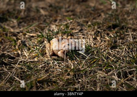 Grasfrosch. Der Frosch sitzt im Gras und sonnt sich in der Sonne. Extreme Nahaufnahme. Makro. Stockfoto