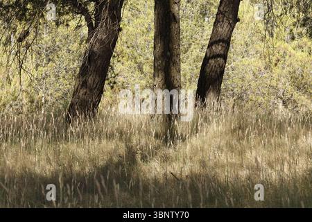 Hintergrund von drei Kiefernstämmen auf einer sonnigen Lichtung mit trockenem, hohem Gras und Brandgefahr, Alcoy, Spanien Stockfoto