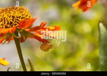 Crab Spider, Misumena vatia, Blumenkrabbenspinne, versteckt unter den Blütenblättern einer Helenium Gartenblume Sussex, UK Juli Stockfoto