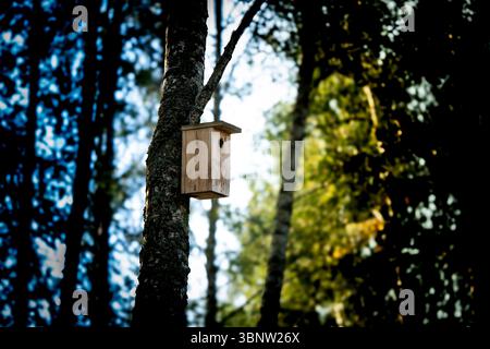 Ein Vogelhaus, das an einem Baum im Wald hängt. Natur Litauens. Stockfoto