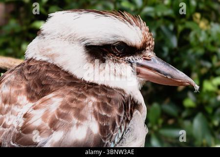 Porträt eines Kookaburra. Eisvogel. Nahaufnahme. Stockfoto