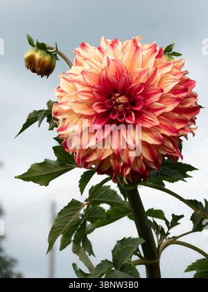 Orange-Burgunderrot-Dahlie. Makrofotografie. Elegante bunte Blütenblätter, eine Blume mit Blick auf die Sonne. Stockfoto