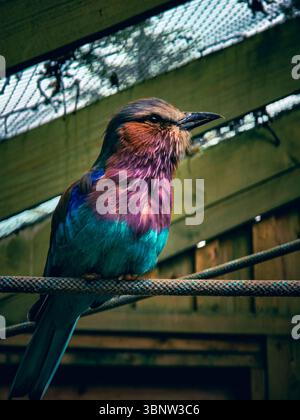 Hochformat mit Fliederbrust. Ein farbenfroher Vogel, der auf einem Seil sitzt. Nahaufnahme. Stockfoto