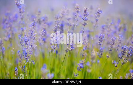Lavendelfeld im Sommer, natürliche Farben, selektiver Fokus. Fliederblüten aus nächster Nähe. Wunderschöne Naturlandschaft mit Panoramablick, Banner Stockfoto