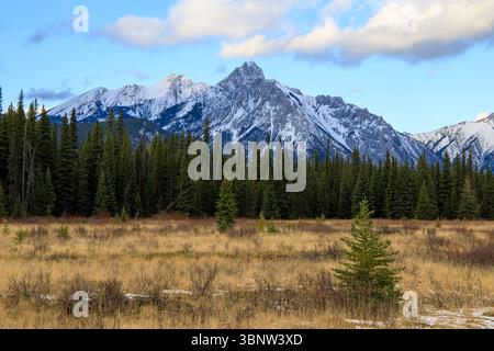 Malerische Landschaft mit Mount Lorette mit Blick auf einen dichten Kiefernwald und eine trockene Wiese im Herbst, Alberta, Kanada Stockfoto