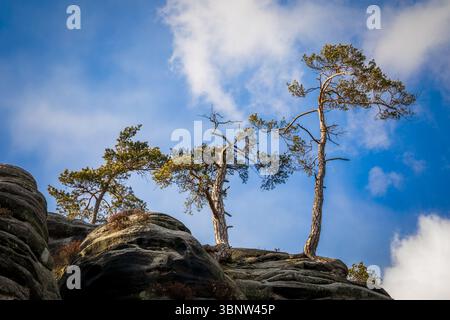 Malerischer Blick auf Kiefern, die auf Felsformationen unter blauem Himmel mit Wolken wachsen, in Broumov, Tschechien Stockfoto