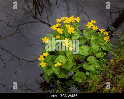 Sumpfblumen oder Königskopfblumen wachsen am Rand des Teichs und spiegeln sich im Wasser Stockfoto