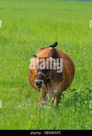 Eine Kuh steht auf einem grünen Feld an einem sonnigen Tag Stockfoto