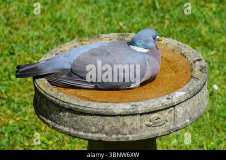 Holztaube (Columba palumbus) im Garten Vogelbad, Hertfordshire, England, Vereinigtes Königreich Stockfoto
