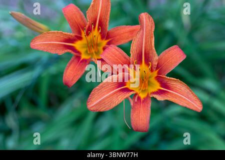 Detaillierte Nahaufnahme von zwei leuchtenden orangefarbenen Lilien mit gelben Zentren in voller Blüte. Hemerocallis - orange Taglilie. Stockfoto