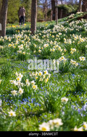 Frühlingsblumen blühen bei Dumbarton Oaks in Georgetown, Washington, D.C. Stockfoto