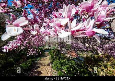 Frühlingsblumen blühen bei Dumbarton Oaks in Georgetown, Washington, D.C. Stockfoto