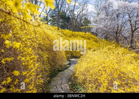 Frühlingsblumen blühen bei Dumbarton Oaks in Georgetown, Washington, D.C. Stockfoto
