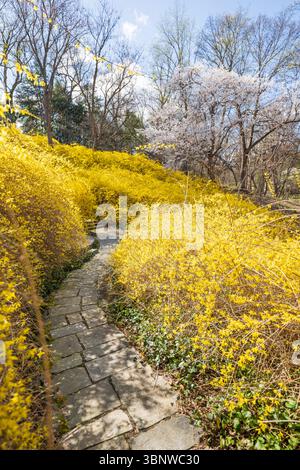 Frühlingsblumen blühen bei Dumbarton Oaks in Georgetown, Washington, D.C. Stockfoto