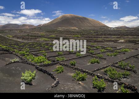 Vulkanischer Weinberg, der auf lanzarote wächst Stockfoto