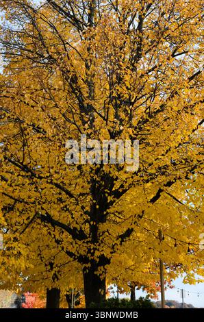 Nahaufnahme eines großen, gelbblättrigen Ahornbaums in einem Park mit einem hellblauen Himmel im Hintergrund im frühen Herbst Stockfoto