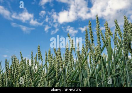 Grüne Weizenohren aus der Nähe von unten. Blauer Himmel mit weißen Wolken durch grünes Weizenfeld. Landschaftlich reizvolles Konzept für die Sommerernte Stockfoto