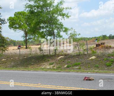 Florida Gopher Schildkröte - Gopherus polyphemus - tot auf der Straße DOR mit Landrodung und Zerstörung des Lebensraums dahinter. Gelbe Bulldozer Fragmentati Stockfoto